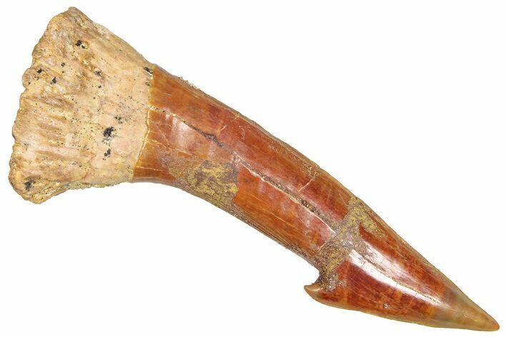 Fossil Sawfish (Onchopristis) Rostral Barb - Morocco #366697